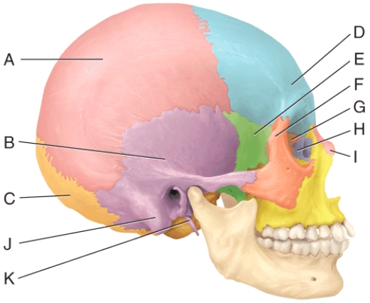 <strong>In the diagram,which bone is considered the keystone of the cranial floor? </strong> A)E B)B C)G D)H E)I