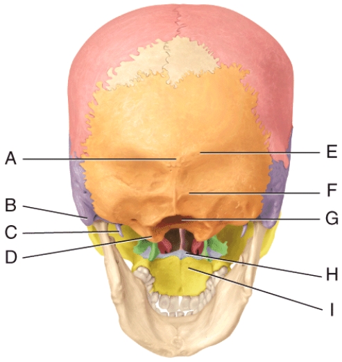 <strong>In the diagram,where is the mastoid process? </strong> A)A B)B C)C D)D E)G