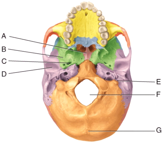 <strong>In the diagram,where is the foramen ovale? </strong> A)C B)D C)E D)F E)G