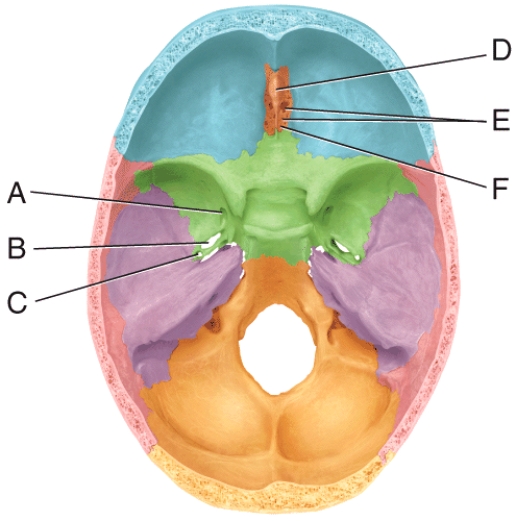 <strong>In the diagram,where is the foramen spinosum? </strong> A)A B)B C)C D)G E)H