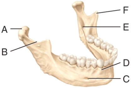 <strong>Where is the mental foramen in the diagram? </strong> A)C B)D C)E D)F E)None of these answer choices are correct.