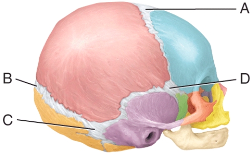 This fontanel usually closes within 18 to 24 months after birth.