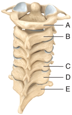 Which of the cervical vertebrae are responsible for permitting the movement of the head seen when saying yes?  