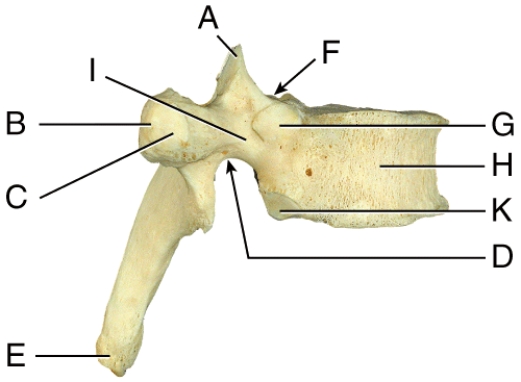 Where is the facet for articular part of the tubercle of the rib?