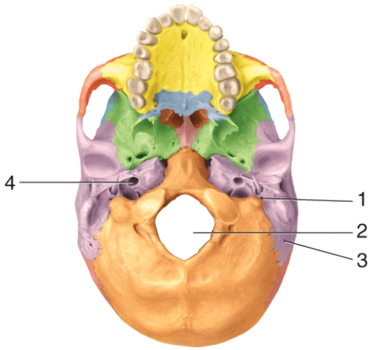 Which of the following structures passes through the opening labeled 3 in the diagram?  