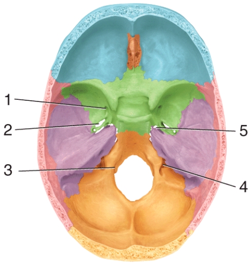 Which of the following structures passes through the opening labeled 5 in the diagram?  