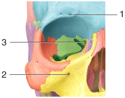 Which of the following structures passes through the opening labeled 3 in the diagram?
