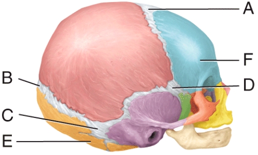 This fontanel usually begins to close 1-2 months after birth,but closure is generally not complete until 12 months: