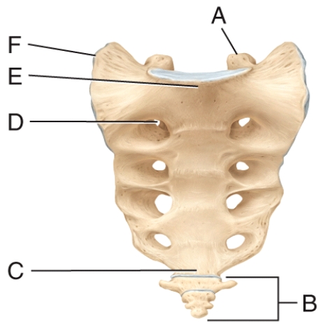 Which structure in the diagram allows for passage of nerves and blood vessels?