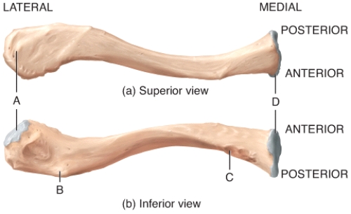 <strong>Which is the only part of the clavicle that articulates with the scapula? </strong> A)A B)B C)C D)D E)None of these choices are correct.