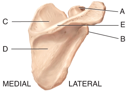 <strong>Which of the labeled structures in the diagram is the coracoid process? </strong> A)A B)B C)C D)D E)E