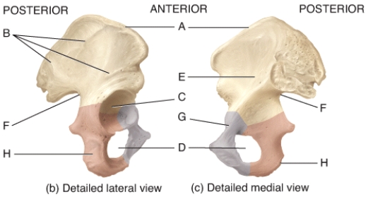Which labeled structure in the diagrams of the pelvis terminates anteriorly as the anterior superior iliac spine?