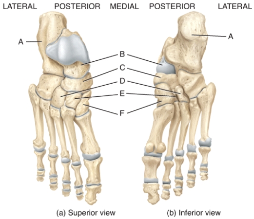 Which labeled bone in the diagram of the foot is the largest and strongest tarsal bone?
