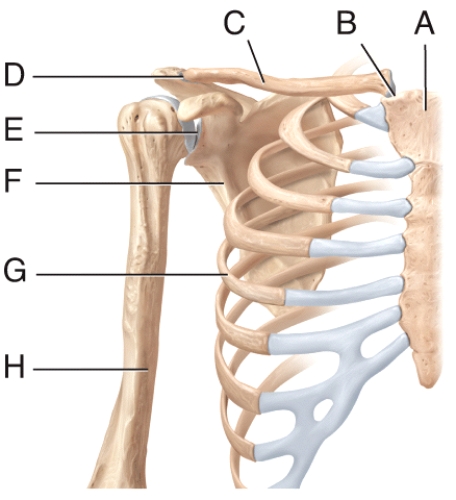 Name the joint labeled E in the diagram.  