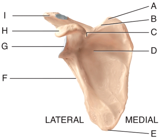 Identify the subscapular fossa in the diagram.