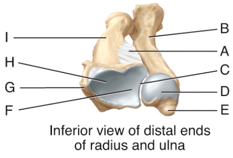Where on the diagram is the articulation for the lunate?  