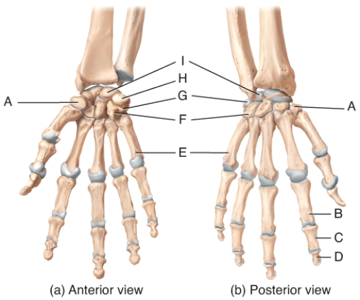 Where on the diagram is the distal phalange?  