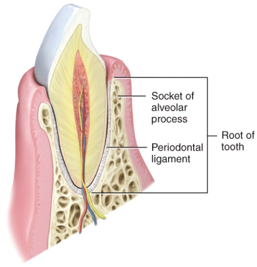 <strong>What type of joint is shown in the diagram?  </strong> A)Suture B)Synostosis C)Symphysis D)Synovial E)Gomophosis <div style=padding-top: 35px> 