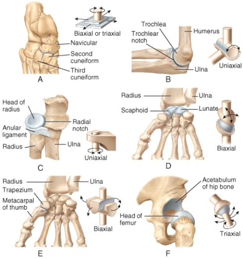 Which of the joints shown in the figure represents a condyloid joint?