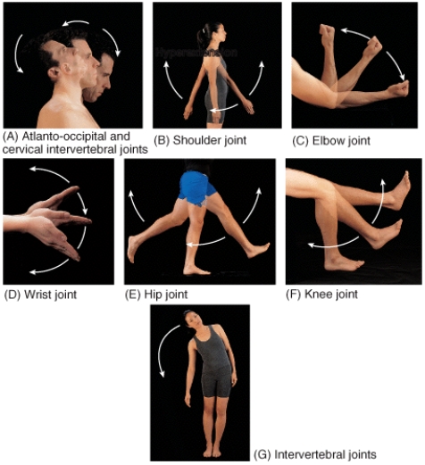 <strong>Which of the panels in the figure shows a movement called lateral flexion?  </strong> A)B B)F C)G D)D E)C <div style=padding-top: 35px> 