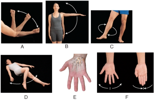 <strong>Which diagram shows a movement in which there is a decrease in the angle between articulating bones?  </strong> A)A B)B C)D D)E E)F <div style=padding-top: 35px> 