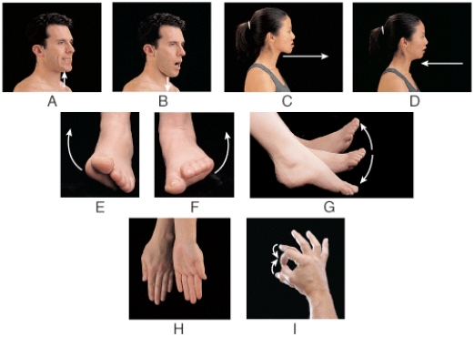 Which panel in the figure shows an example of the movement termed supination?