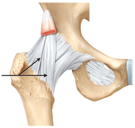 The line is pointing to the _______ ligament.  