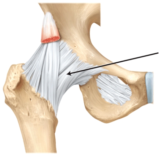 The line is pointing to the _______ ligament.  
