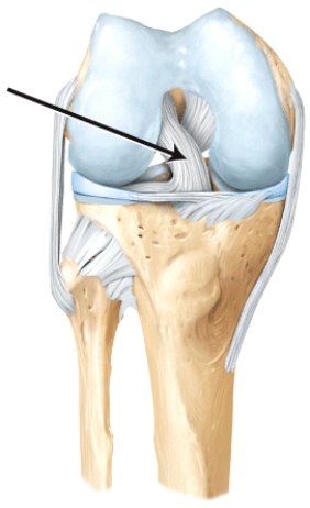 The line is pointing to the _______ ligament.  
