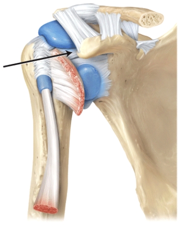 The line is pointing to the _______ ligaments.  