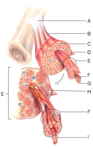 <strong>In the diagram,a bundle of muscle fibers form which structure? </strong> A)E B)F C)G D)H E)I