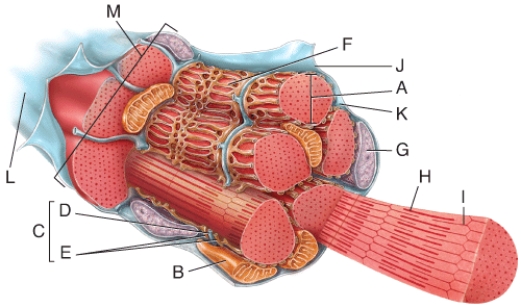 <strong>In the diagram,where would you find the largest amount of glycogen? </strong> A)A B)D C)F D)K E)B