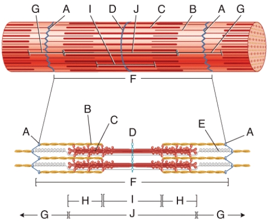 <strong>In the diagram,which labeled structure contains motor proteins that convert the energy in ATP into mechanical movements? </strong> A)C B)A C)E D)D E)None of these are correct.