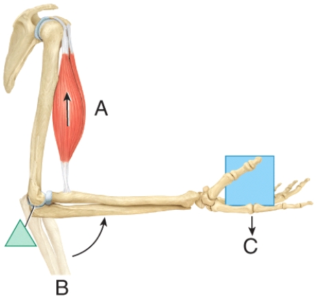 <strong>In the diagram,where is the fulcrum?  </strong> A)A B)B C)C D)All of these choices E)None of these choices <div style=padding-top: 35px> 
