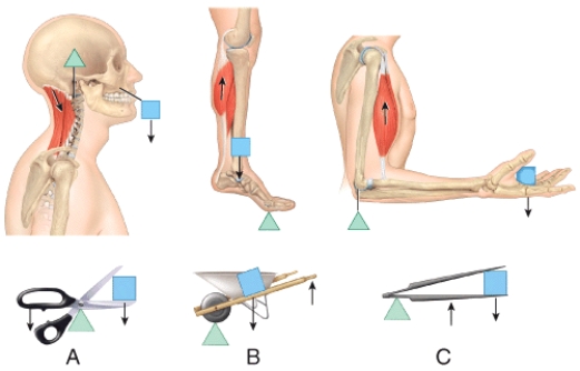 <strong>Which one represents a second-class lever?  </strong> A)A B)B C)C D)All of these choices E)None of these choices <div style=padding-top: 35px> 