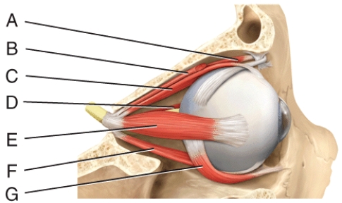 <strong>Where is the lateral rectus?  </strong> A)C B)D C)E D)F E)G <div style=padding-top: 35px> 