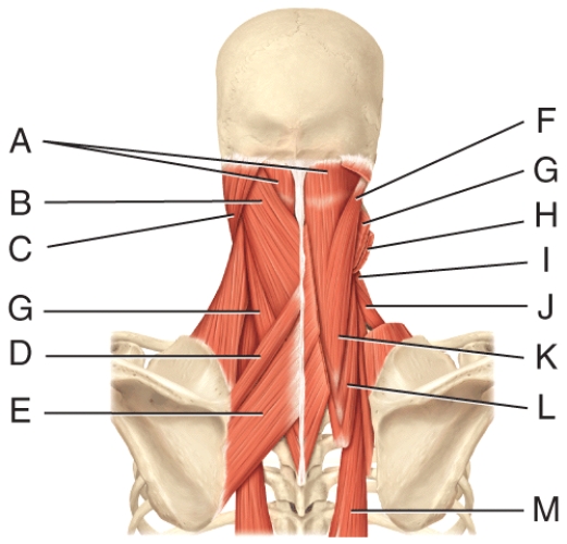 <strong>Where is the levator scapulae?  </strong> A)H B)F C)I D)L E)A <div style=padding-top: 35px> 