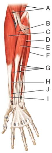 <strong>Where is the pronator quadratus?  </strong> A)G B)H C)I D)J E)None of these choices <div style=padding-top: 35px> 