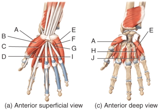 <strong>Where is the palmar interossei?  </strong> A)F B)G C)H D)I E)J <div style=padding-top: 35px> 