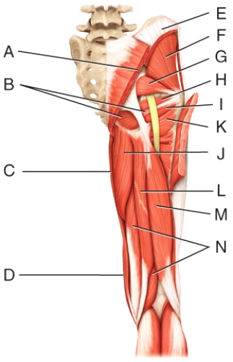 <strong>Where is the obturator internus?  </strong> A)B B)G C)H D)I E)J <div style=padding-top: 35px> 
