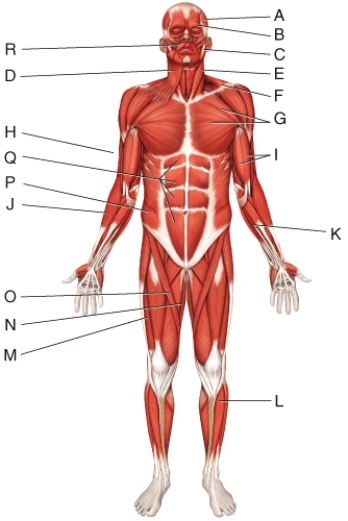 <strong>What is the insertion of the muscle labeled R?  </strong> A)upper lip B)mandible C)medial wall of orbit D)skin at the corner of the mouth E)skin of the eyebrow <div style=padding-top: 35px> 