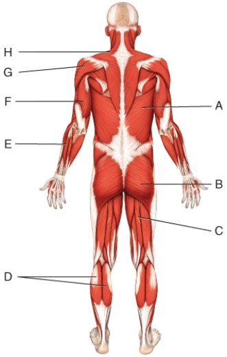 What is the insertion of the muscle labeled G?  