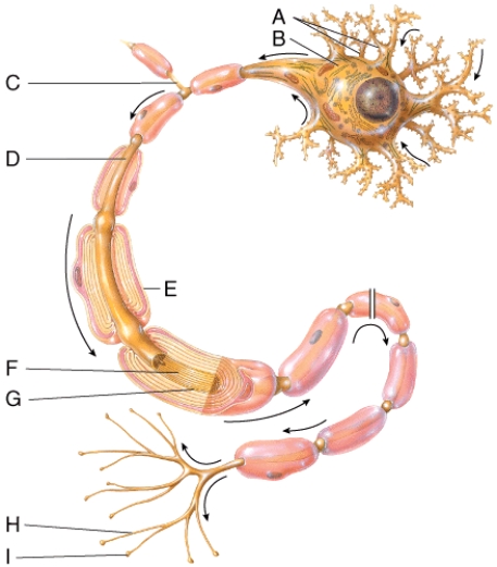 This part of a neuron contains the nucleus and cytoplasm of the Schwann's cell that has formed a myelin sheath around the axon.