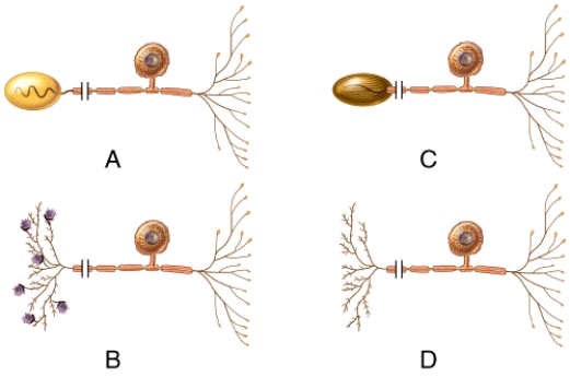 Which of the neurons is called a Meissner corpuscle or a corpuscle of touch?