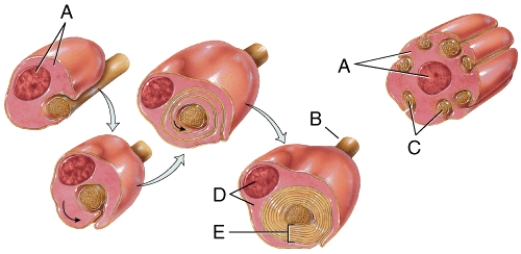 <strong>In the diagram,where is a node of Ranvier?  </strong> A)A B)B C)C D)D E)E <div style=padding-top: 35px> 