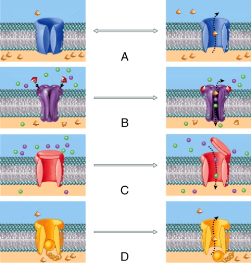 Which of the channels shown in the figure opens and closes randomly?