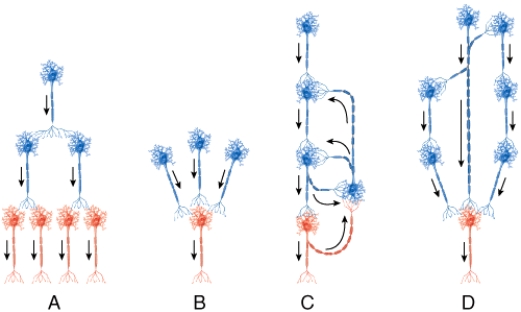 <strong>Which of the types of circuits is commonly used to send sensory signals to multiple areas of the brain?  </strong> A)A B)B C)C D)D <div style=padding-top: 35px> 