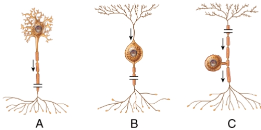 <strong>What is the structural classification of the neuron labeled A?  </strong> A)bipolar neuron B)multipolar neuron C)unipolar neuron D)nonpolar neuron E)pseudounipolar <div style=padding-top: 35px> 