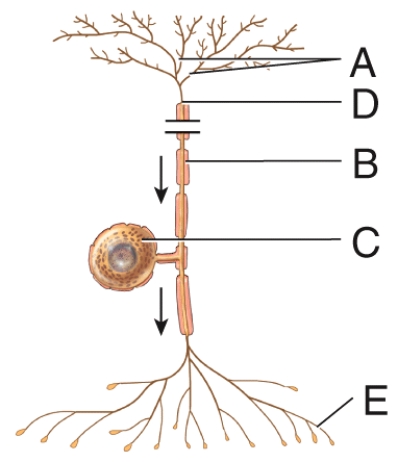 Which of the following structures is labeled B in the diagram?
