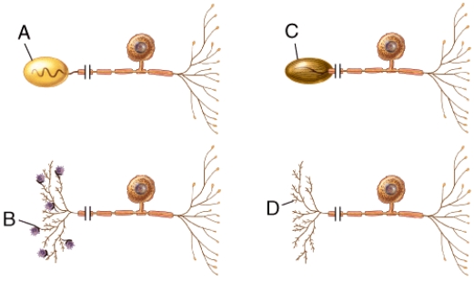 What specific type of unipolar neuron is shown in the diagram labeled C?